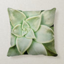 Search for succulent cushions Plants