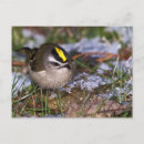 Search for tiny birds postcards Cute