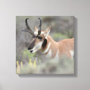 Search for buck canvas prints Pronghorn