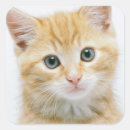 Search for tabby stickers Animal