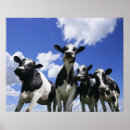 Search for bug eyes posters Animal