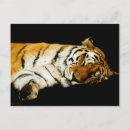 Search for white siberian tiger postcards Big cat