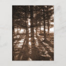 Search for light wood postcards Woods