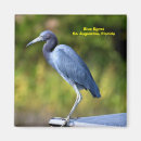Search for egrets magnets Avian