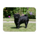 Search for black pug magnets Mops