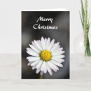 Search for daisy christmas cards Flower