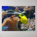 Search for nemo posters Fish