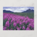 Search for fireweed postcards Yukon