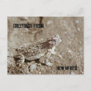 Search for toad horizontal postcards Reptile