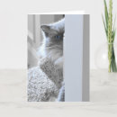 Search for ragdoll cat cards Pet