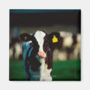 Search for holstein magnets Cattle