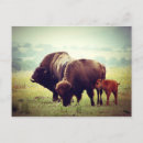 Search for native bison buffalo postcards Nature