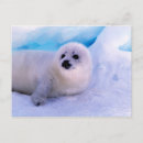Search for pup postcards Wildlife