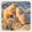 Search for prairie dogs stickers Mammals