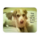Search for beagle magnets Dog