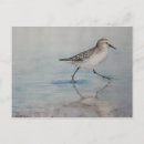 Search for piper postcards Bird