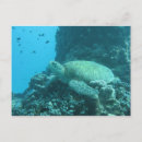 Search for great barrier reef postcards Turtle