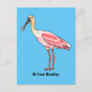 Search for roseate postcards Spoonbill