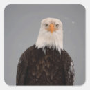 Search for bird of prey stickers Portrait