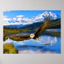 Search for bald eagle posters Mountain