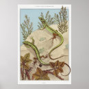 Search for lizard art Nature