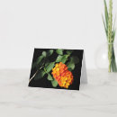 Search for lantana postcards Yellow