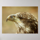 Search for endangered birds posters Animal