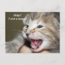 Search for mouse postcards Kitten