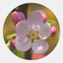 Search for apple blossoms stickers Floral