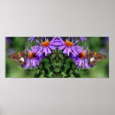 Search for aster photography Insect