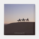 Search for camel photography Morocco