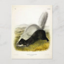 Search for hogs postcards Illustration