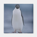 Search for adelie magnets Outdoors