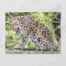 Search for zoo postcards Wild animal