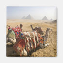 Search for camel magnets Pyramid