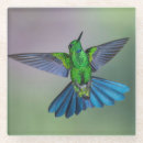 Search for hummingbird coasters Tropical