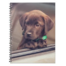 Search for labrador notebooks Pet