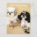 Search for shih postcards Puppy