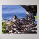 Search for chicks and art Bird