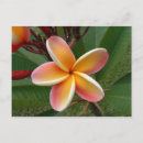Search for oahu postcards Hawaii
