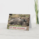 Search for hogs photography Birthday