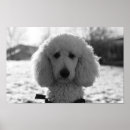 Search for black poodle posters Cute