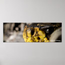 Search for diamondback posters Venomous