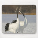 Search for dances mouse mats Wildlife