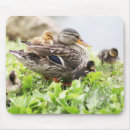 Search for surround mouse mats Usa