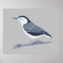 Search for nuthatches White