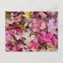 Search for maple leaves postcards Jaynes gallery