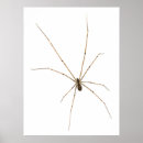 Search for arachnophobia posters Arachnid