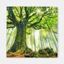 Search for beech magnets Nature