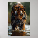 Search for tiger posters Sun